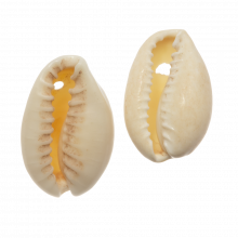 Cowrie Shell Beads (15 - 18 mm) Seashell (25 gram / ca 30 pcs)