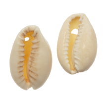 Cowrie Shell Beads (14 - 16 mm) Seashell (20 gram / ca 38 pcs)