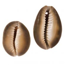 Cowrie Shell Beads (20 - 32 mm) Peru (5 pcs)