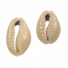 Cowrie Shell Beads (18 - 23 mm) Dark Khaki (25 gram / ca 20 pcs)