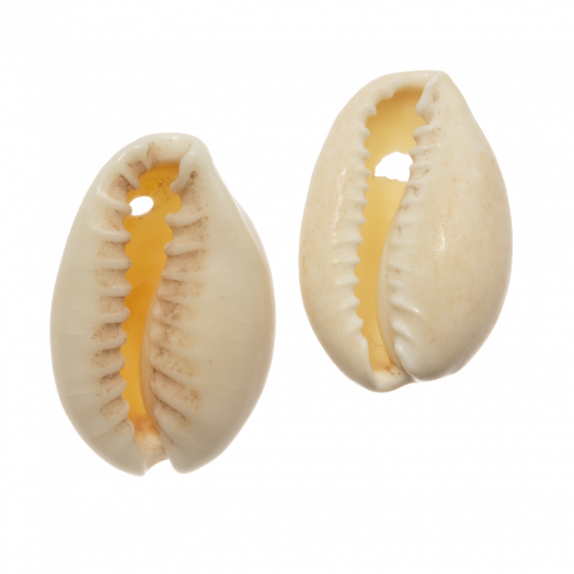 Shell Beads Dreambeads Online